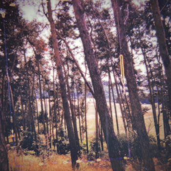 Your Trees - MKX