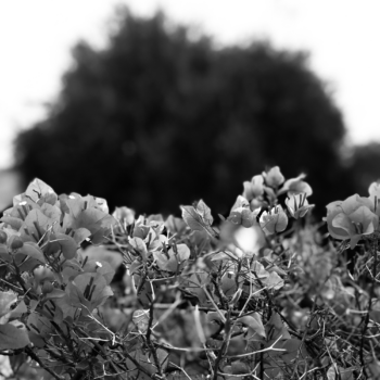 Waltz Of The Flowers (From ‘The Nutcracker’, Op. 71) - MKX