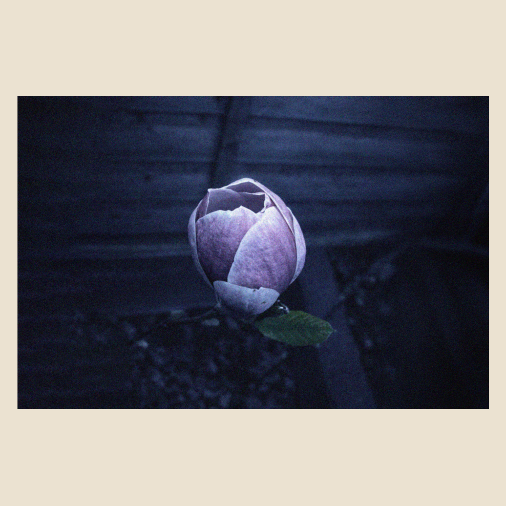 Music For Growing Flowers (Nocturne)