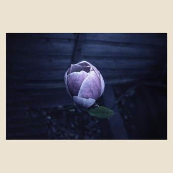 Music For Growing Flowers (Nocturne) – Pt. 1 - MKX